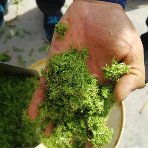 商用果蔬榨汁机 菠菜生姜工业榨汁机 螺旋榨汁机