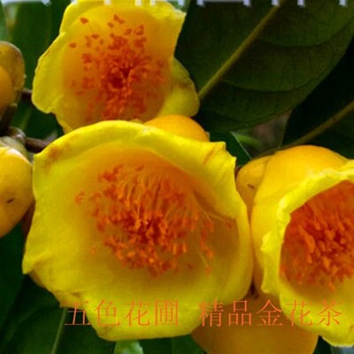 极速金花茶盆栽多品种精r品嫁接原生防城凹脉黄遵蜡皮金花茶苗精