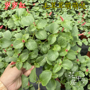 极速岁岁红盆栽兔尾巴p红口红色吊兰常春藤垂吊花卉四季狗尾红阳