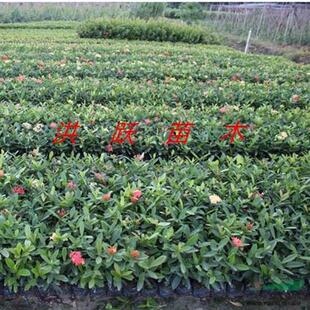 极速龙船花苗龙船k花龙船花苗大叶龙船花品种高约15-20厘米黄粉红