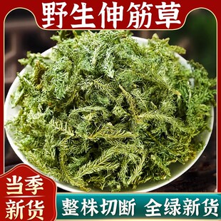 野生伸筋草中药材的功效与作用石松舒申筋骨生筋草粉小伸筋草泡脚