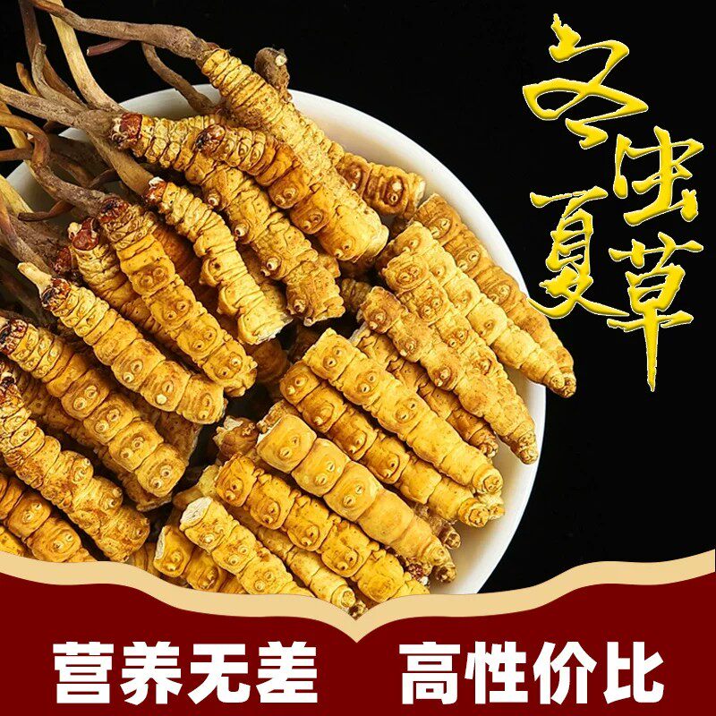 冬虫夏草断草正品虫草断草西藏那曲新鲜野生大北冬虫草官方旗舰店