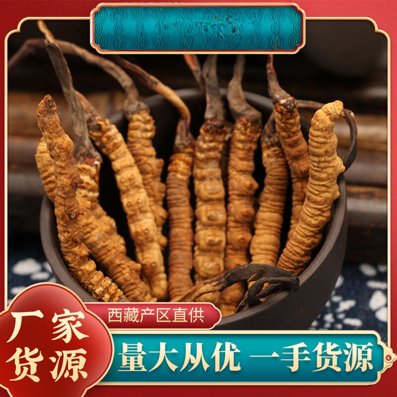 培育人工养殖冻干冬虫夏草精选虫草阳光非四川云南贵州无断