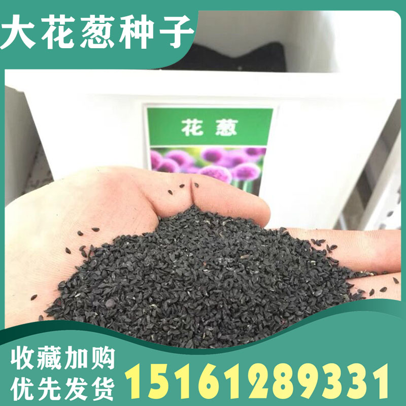 大花葱种籽多年生花卉绿植盆栽庭院花园植物花种子硕葱花种籽子