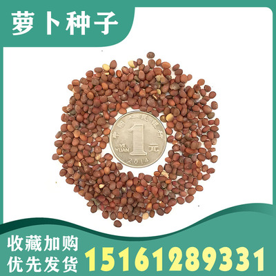 农家自留青萝卜种子白萝卜种子卖芽苗菜种子萝卜芽籽偏方露头青白