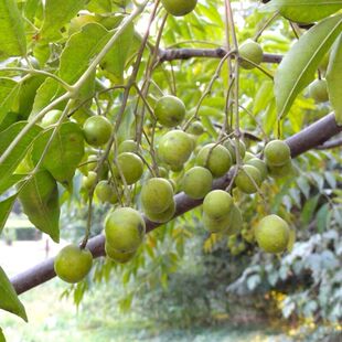 新采苦楝树种子 苦楝种籽 楝树紫花树种子楝枣种子苦楝子种籽包邮