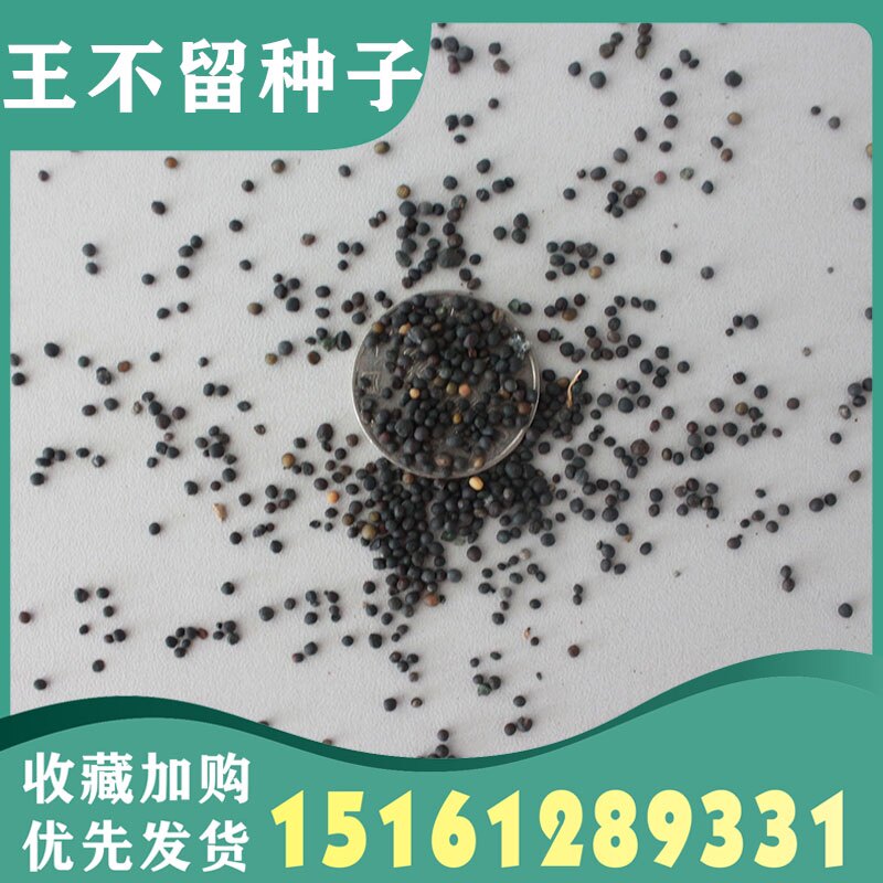 王不留种籽麦蓝菜留行子春夏秋播种庭院大田易种中草药材子