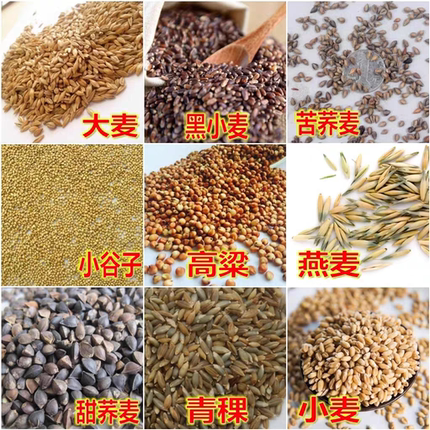 五谷杂粮甜荞麦苦荞麦种子红高粱大麦黑小麦燕麦青稞谷籽小米水稻