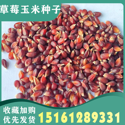 草莓水果甜玉米种子种籽可生食观赏迷你拇指四季文玩籽菠萝小玉米
