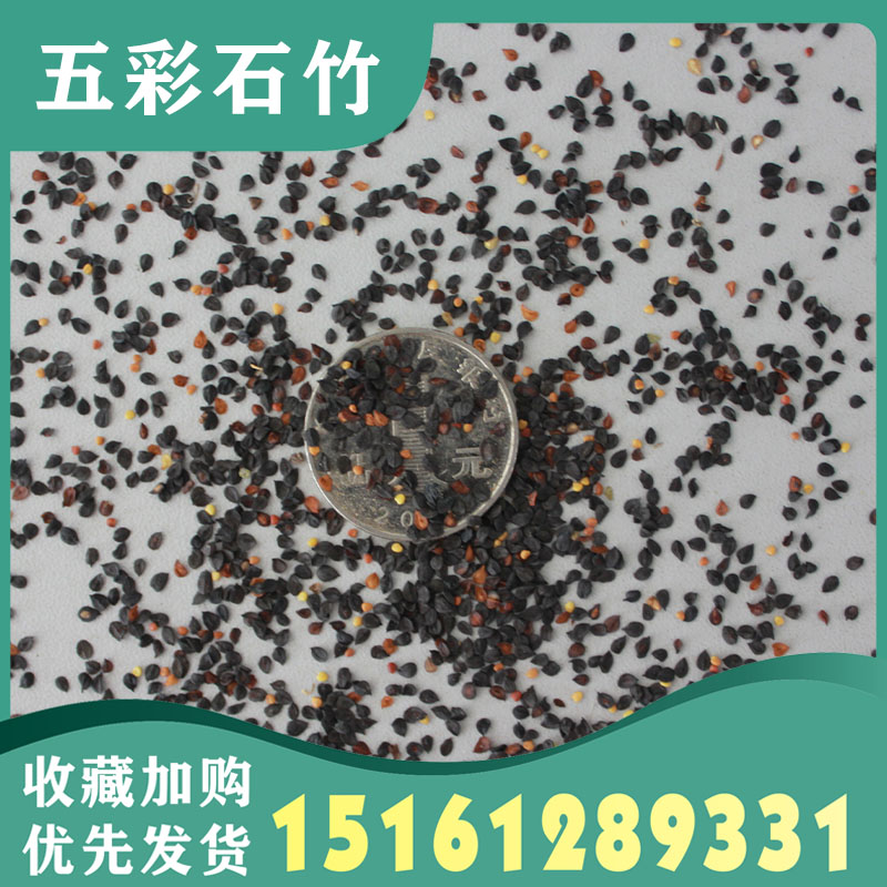 五彩石竹种子四季花种易活混色欧石竹庭院美国石竹草花种籽子包邮