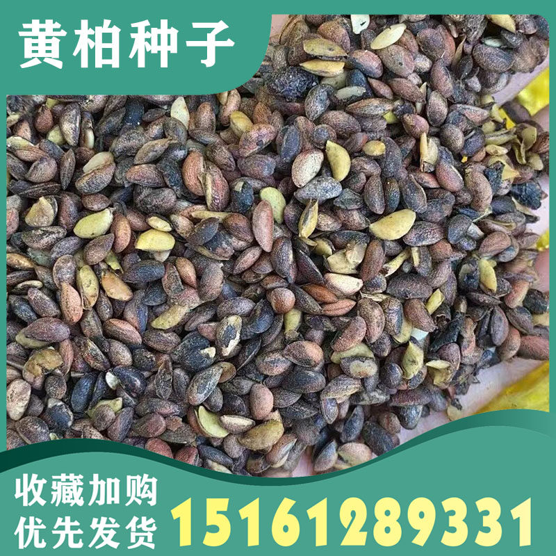药材黄柏种子黄檗元柏檗木黄菠萝籽厚皮川黄柏种子黄皮子苗木种籽