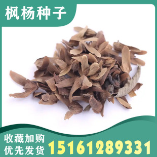 枫杨种子白杨大叶柳大叶头杨树水麻柳枰柳树蜈蚣柳枫杨树种籽包邮