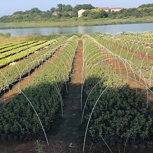 菜棚保温棚花棚育苗玻璃纤维杆农用大小拱棚支架拱杆玻璃钢弹力棒