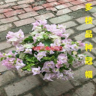 勤花金边斑叶丽娜三角梅爬藤植物盆栽H带花盆室内阳台庭院四季花