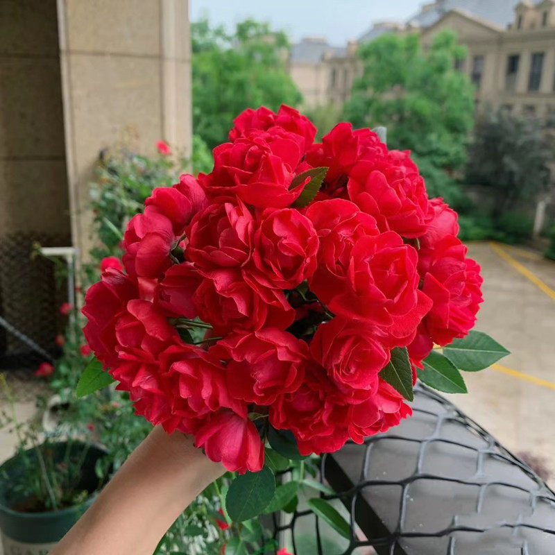 四季橙木香花苗多花红木香爬藤蔷薇藤本月季植物庭院阳台花卉抗病