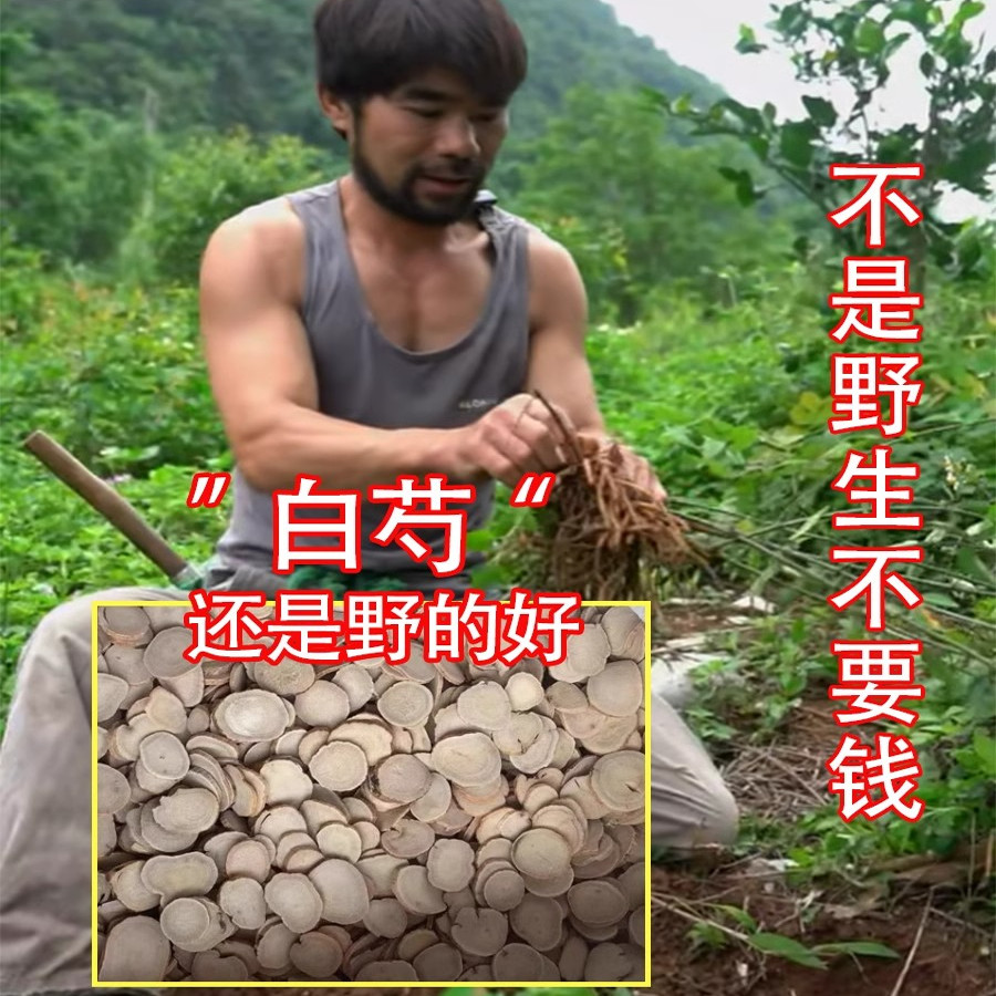 老周深山纯野生白芍500g中药材白勺白术茯苓白芷甘草粉片汤茶正品