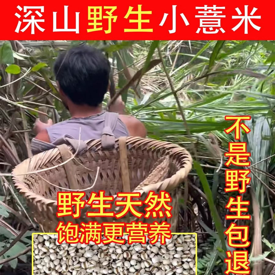 纯野生小薏米500g新鲜红豆祛湿茶去湿气仁新货茯苓芡实赤小豆苡仁