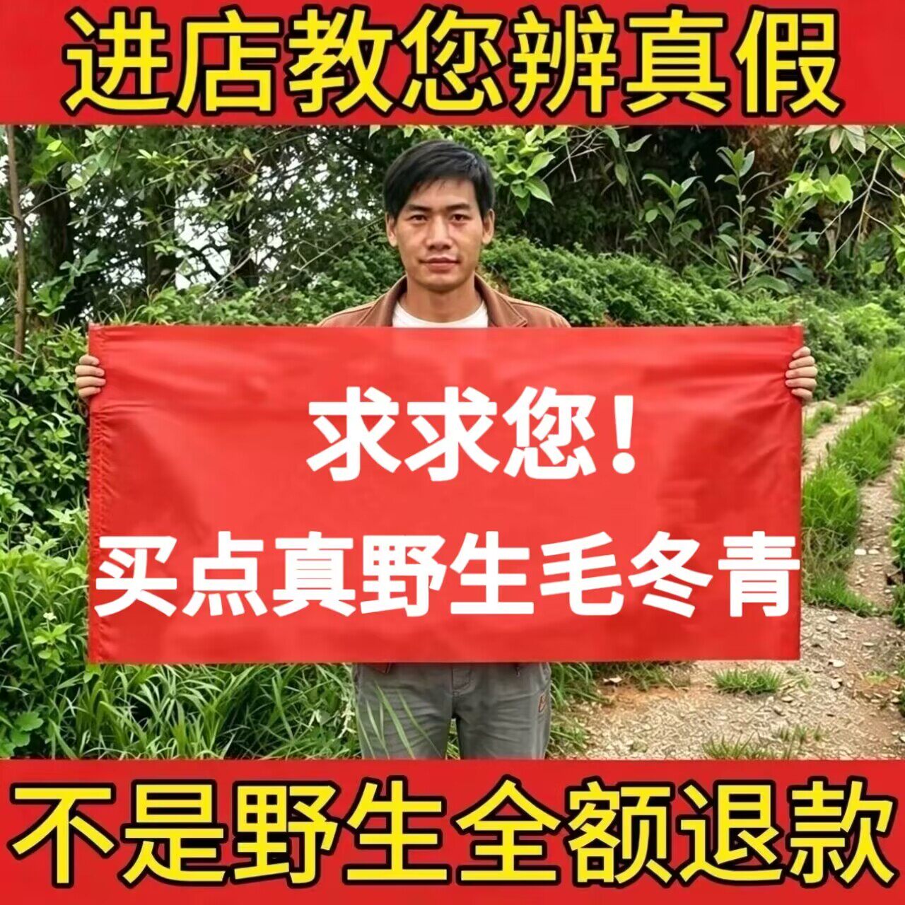野生毛冬青中药材500g正品天然老根切片无硫熏新货泡茶酒清热解毒