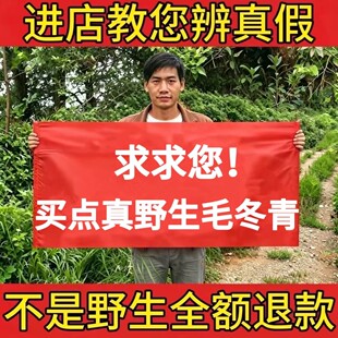 野生毛冬青中药材500g正品天然老根切片无硫熏新货泡茶酒清热解毒