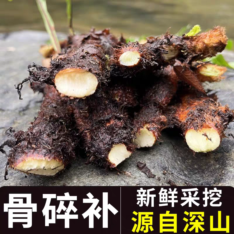 贵州深山野生新鲜骨碎补毛姜爬岩姜石岩姜接骨生鲜包邮巴岩姜现采