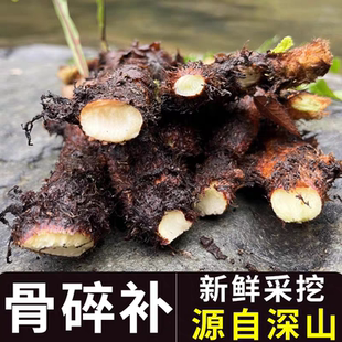 贵州深山野生新鲜骨碎补毛姜爬岩姜石岩姜接骨生鲜包邮巴岩姜现采