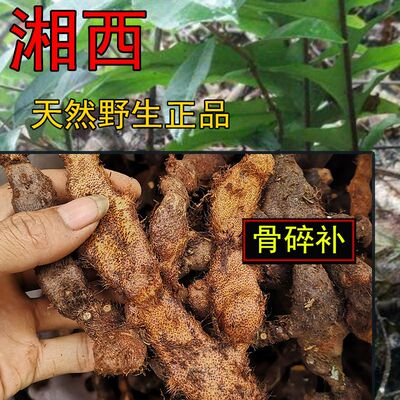 【真野生】20年以上老骨碎补2斤