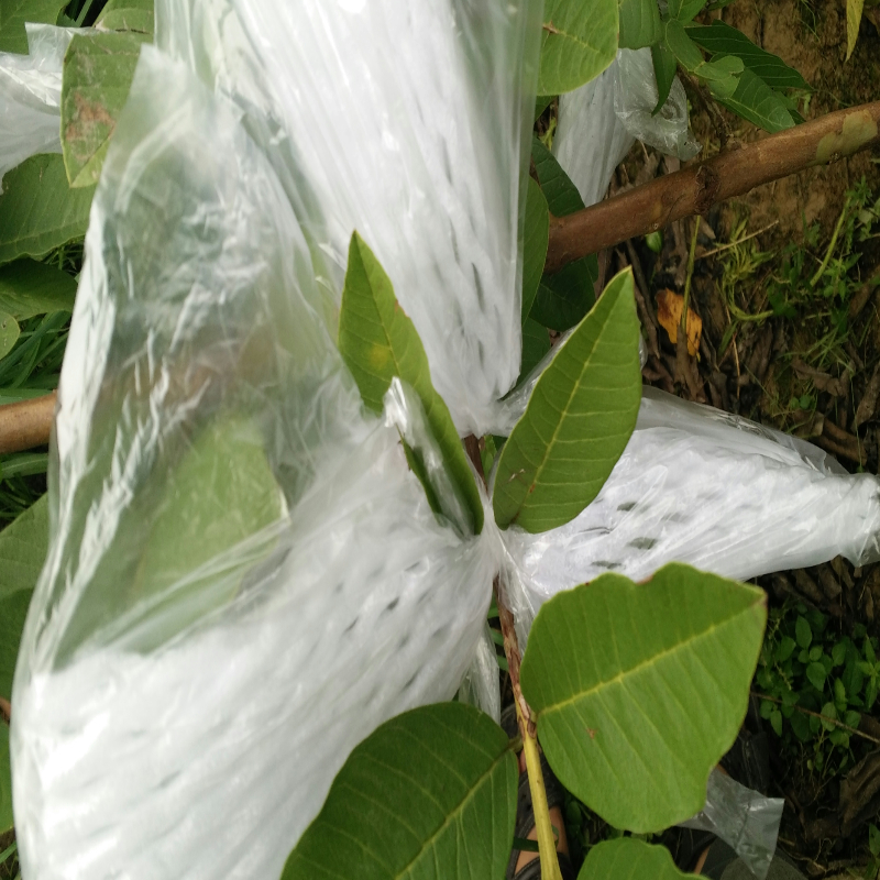 包邮芭乐套袋番石榴套袋水果专用袋网有耳防虫包装套袋加厚款套袋