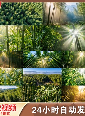 高清竹林竹海航拍禅意绿色光影阳光唯美大自然意境宣传片视频素材
