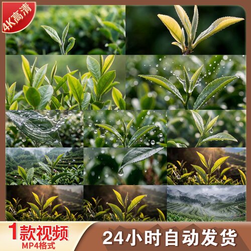 高清4k茶叶绿茶茶山生长延时动画绿叶茶园生态自然意境视频素材