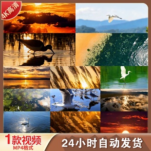 高清湿地湖泊候鸟迁徙白鹭丹顶鹤黑颈鹤飞翔航拍唯美生态视频素材