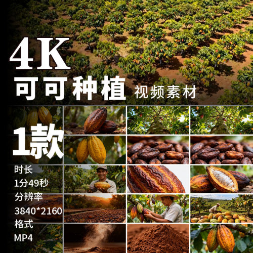 高清可可果可可树种植园可可豆巧克力原料热带采摘视频素材