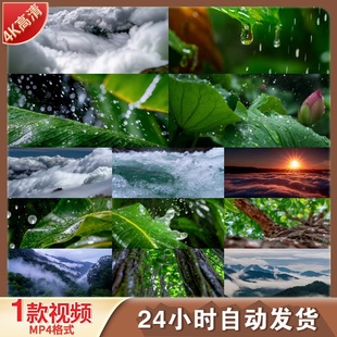 高清雨后森林种子破土而出万物生长生命力量春雨自然生态视频素材