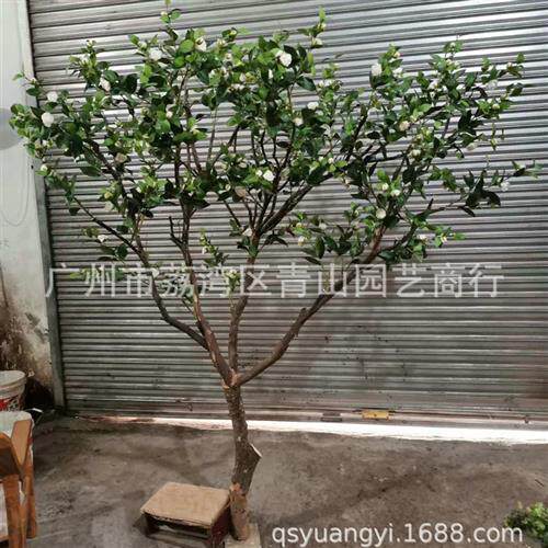 福禄桐树仿真树假树枝实木树干福禄桐树商场装饰大型仿真植物