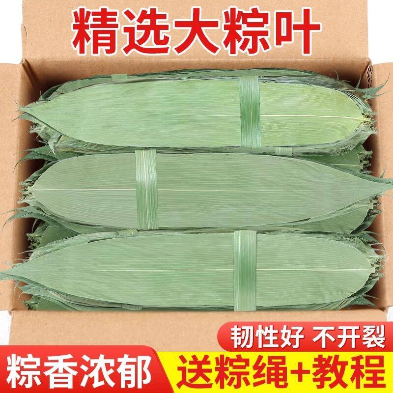 【批发促销】新鲜粽叶大叶干粽叶包粽子叶野生天然好棕叶粽子辅料