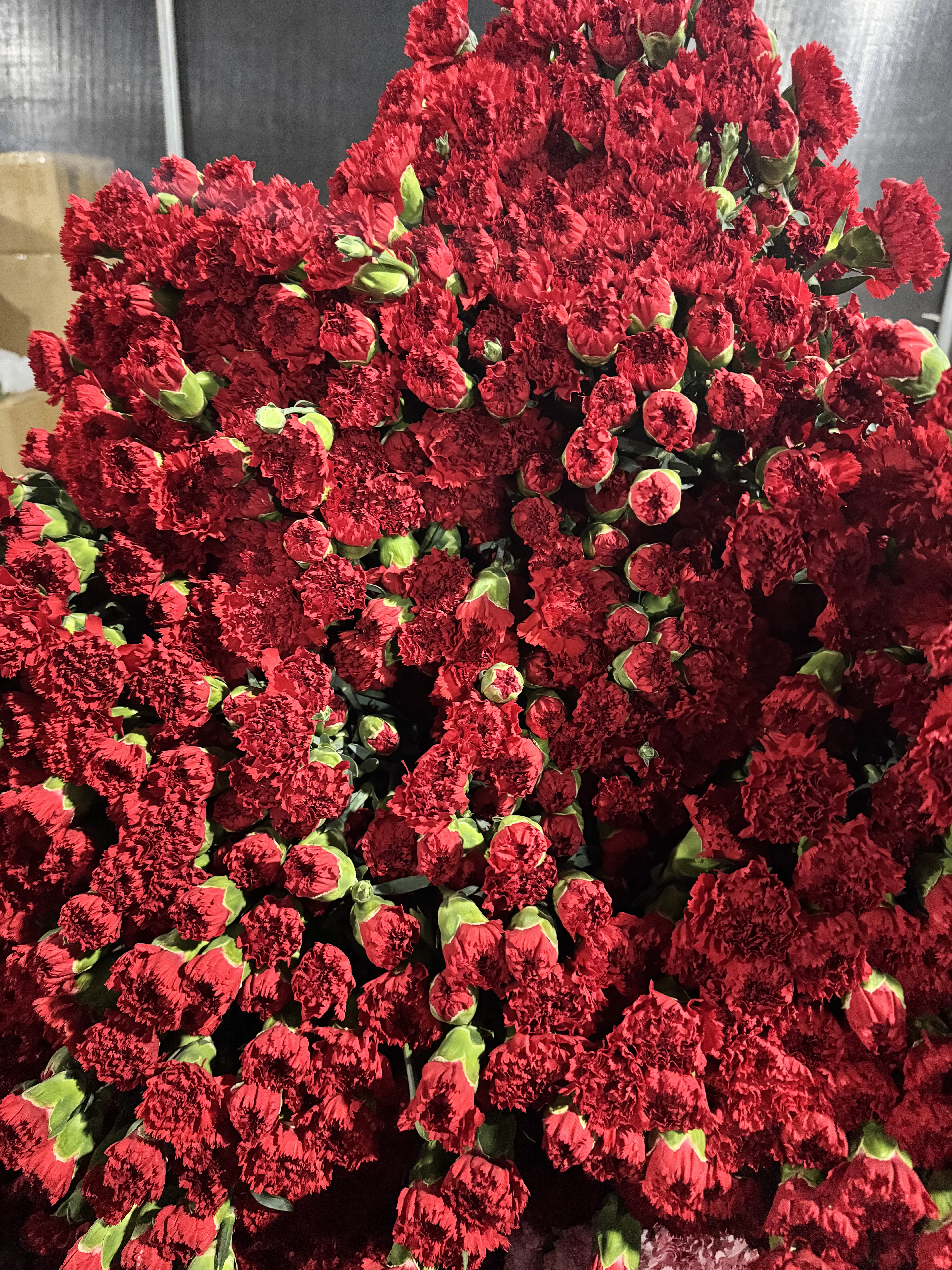 云南昆明鲜花康乃馨鲜花基地直发室内桌面水培