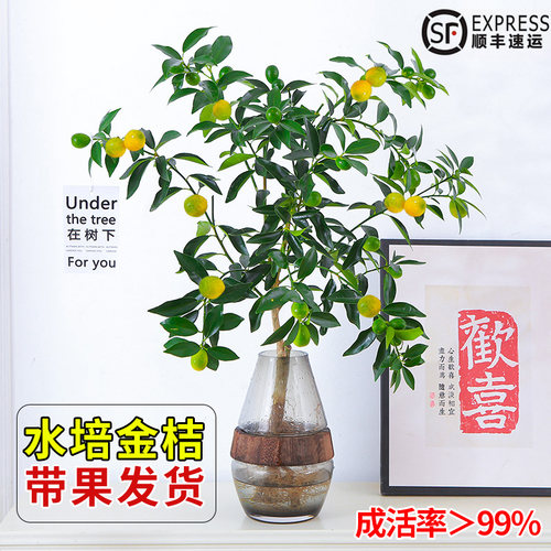 速发盆培皮物金桔树水栽可食用带果脆植橘子树盆栽室内桌面花卉绿
