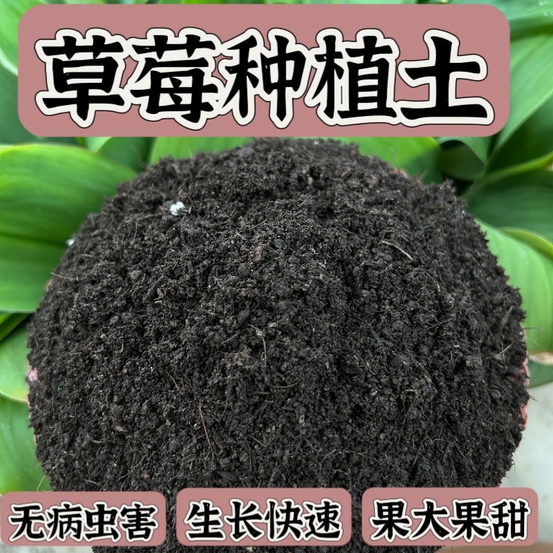 速发种养伴土草莓种植土营草土台草莓莓侣盆栽草莓土壤泥土