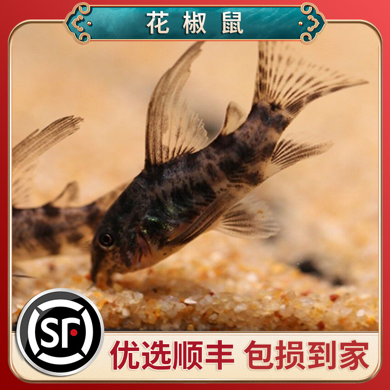 速发花热鼠清道夫椒带观赏鱼白鼠咖啡鼠具型底栖鱼清洁鱼除藻工小