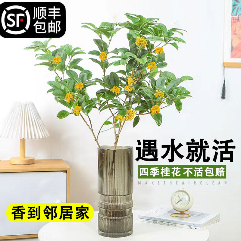 速发水培植物桂花型栽水养带花苞四养开花卉室内好季活鲜切浓香盆