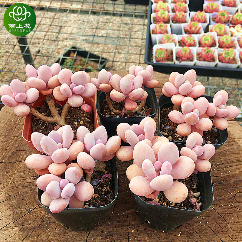 速发桃蛋老桩 多肉植物 肉肉植物 萌肉肉组合盆栽 室内花卉 陌上