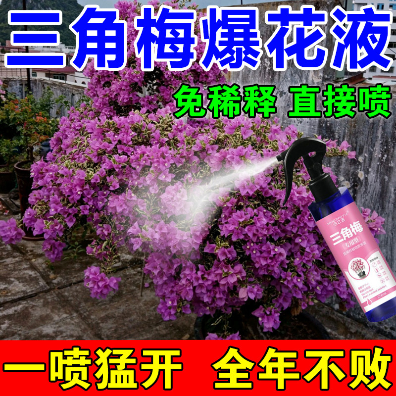 速发三角花开花专用肥促花粉花骨爆花肥料开花冒梅素专用免稀释营