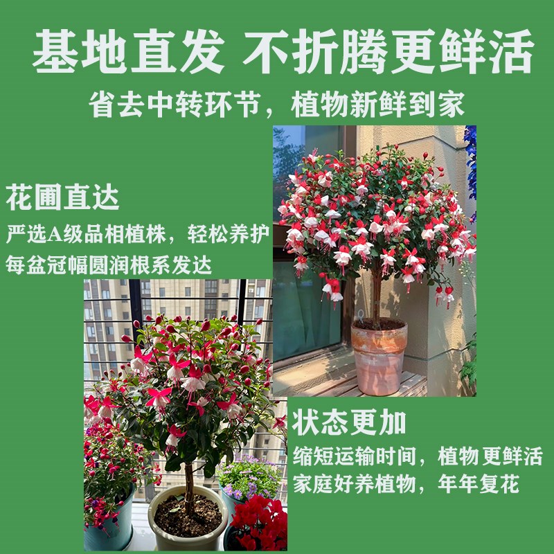 速发倒挂金钟棒棒糖灯笼花四季开花盆栽带花苞重瓣大花型老桩室内图片