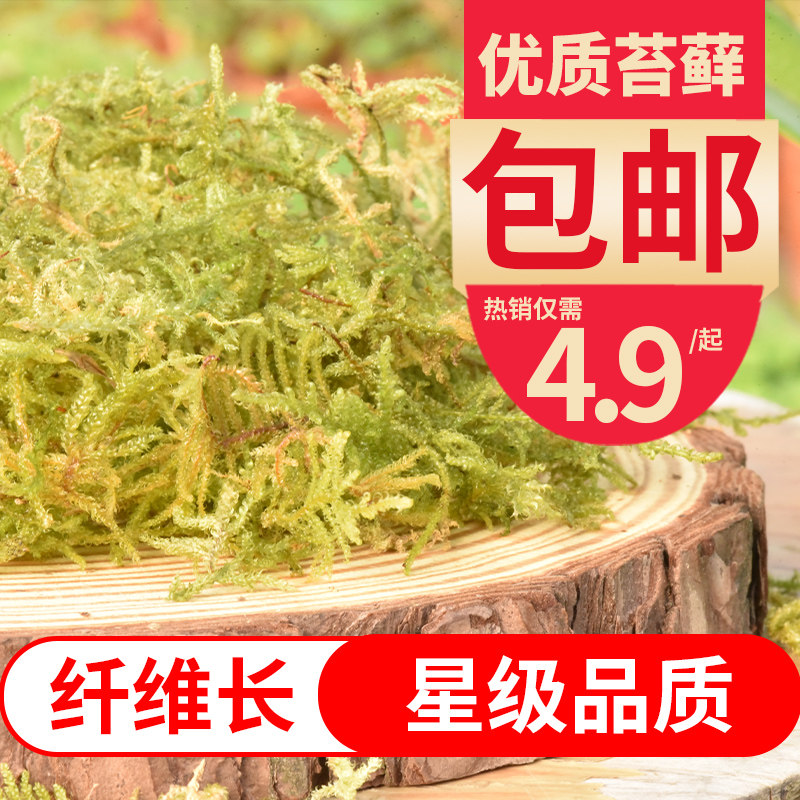 速发育苗新鲜干苔藓蝴蝶兰花水苔青苔铁宠兰土种植营养花爬皮垫材