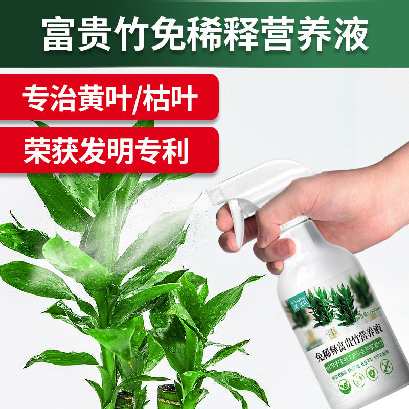 速发富贵竹营养液富贵竹营养液富富释免贵竹土壤稀贵竹肥料