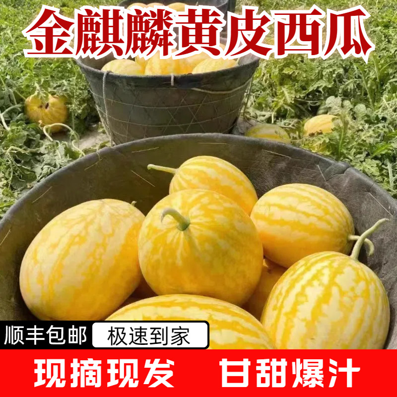 【顺丰包邮】金黄后麒麟西瓜黄金西瓜脆甜爽口黄皮西瓜礼盒装旗舰
