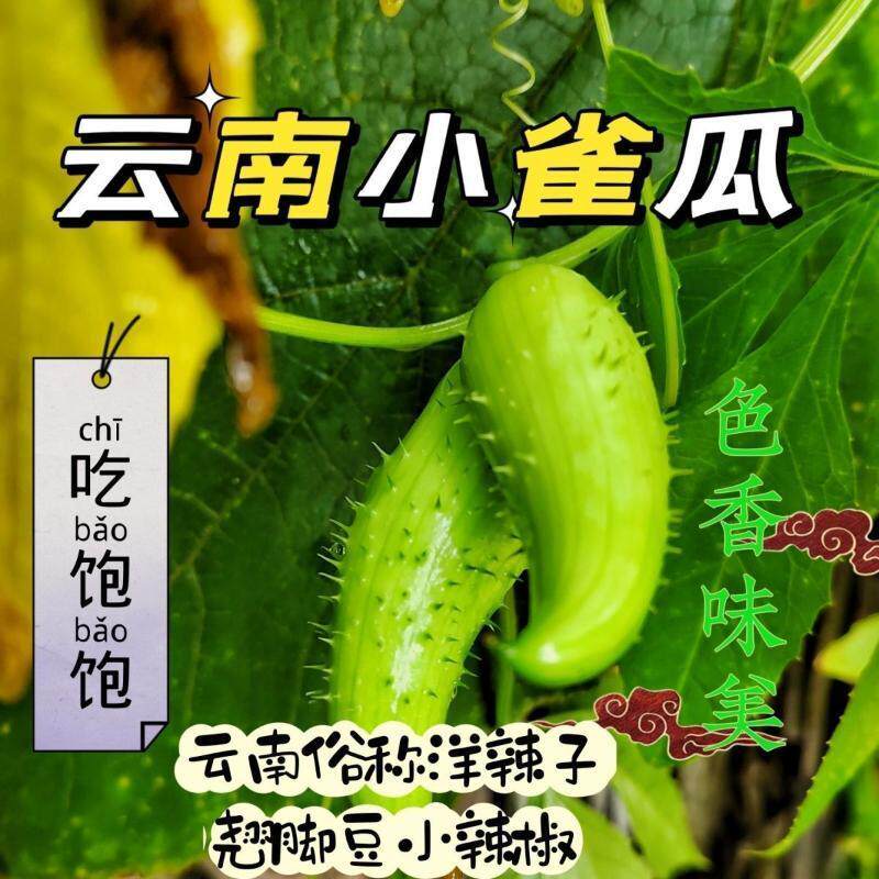 云南正宗德宏特产新鲜蔬菜小雀瓜 小角瓜美味素食装短季时令蔬菜