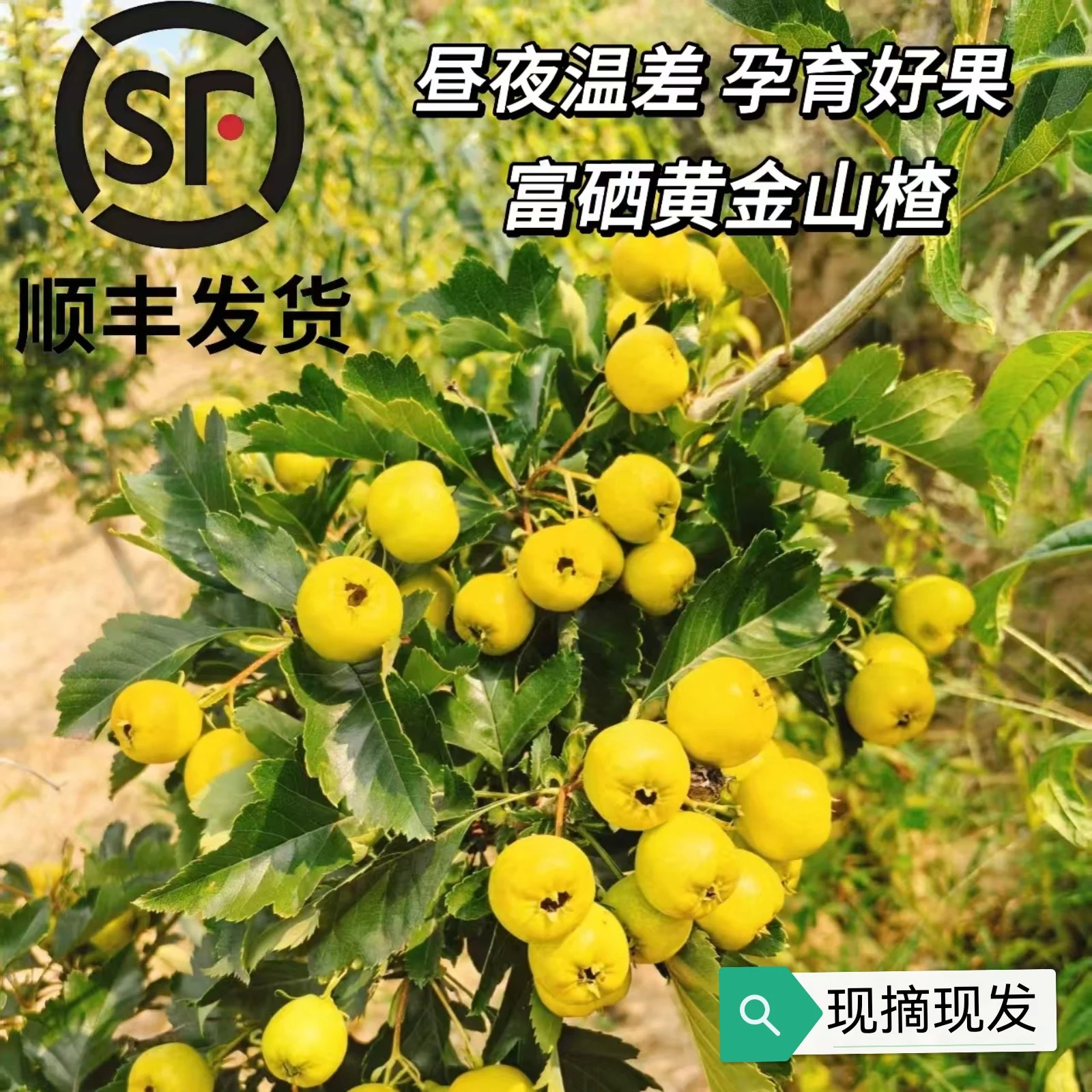 2026年新鲜水果甜味黄山楂黄金豆山楂山区特产香甜微酸顺丰包邮