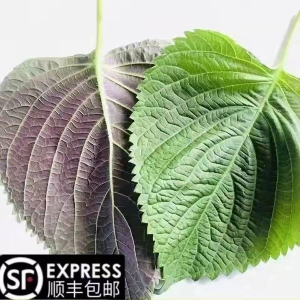 包邮新鲜苏子叶韩国烤肉叶