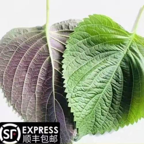 包邮新鲜苏子叶韩国烤肉叶