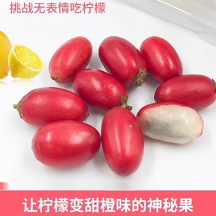 现货神秘果果干12粒 蜜拉圣果神奇果实 变味果 酸变甜可改变味觉